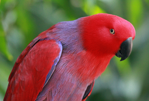 teacher-training-parrot